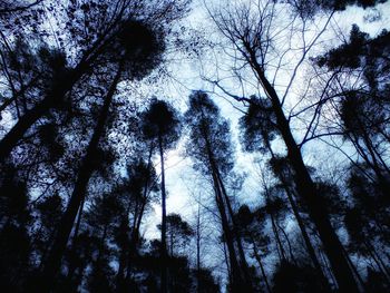 Low angle view of trees in forest against sky