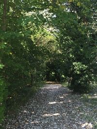 View of trees along road