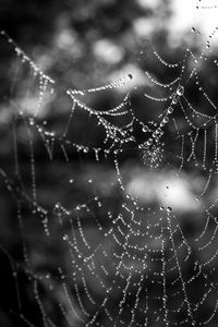 Close-up of spider web