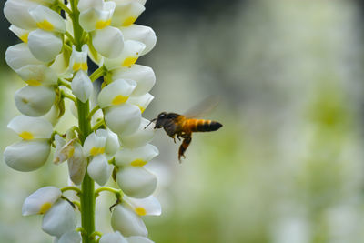 Close-up of bee pollinating on flower