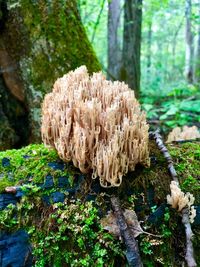 Close-up of mushrooms growing on tree trunk