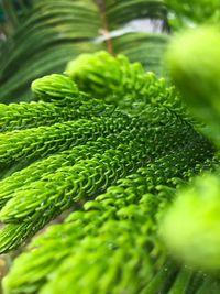 Close-up of green leaves