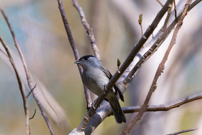 Close-up of bird perching on branch