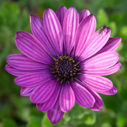 Close-up of pink flower blooming outdoors