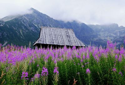 Purple flowers on field against mountain range