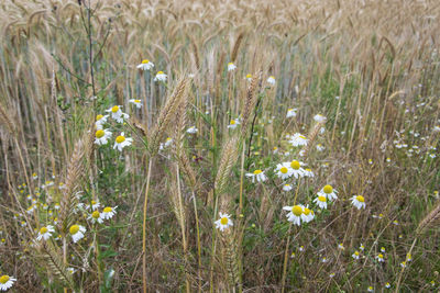 Close-up of fresh white flowers in meadow