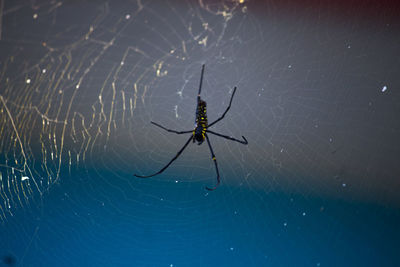 Close-up of spider on web