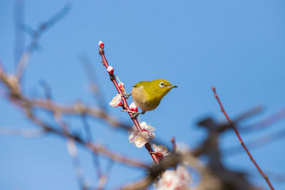 Low angle view of bird perching on tree