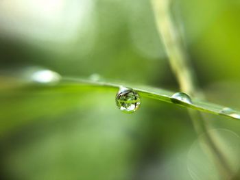 Close-up of water drop on leaf