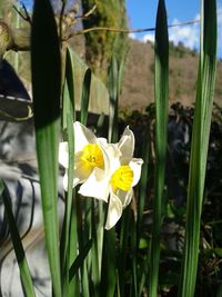 Close-up of white flowers blooming on field