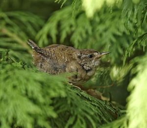 Bird perching on a plant