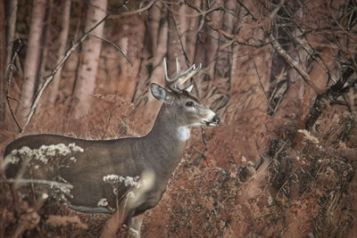 Deer in a forest