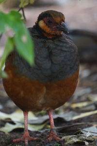 Close-up of a bird