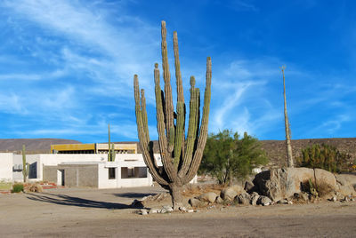 Lonely cactus 