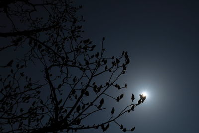 Low angle view of silhouette tree against sky at night