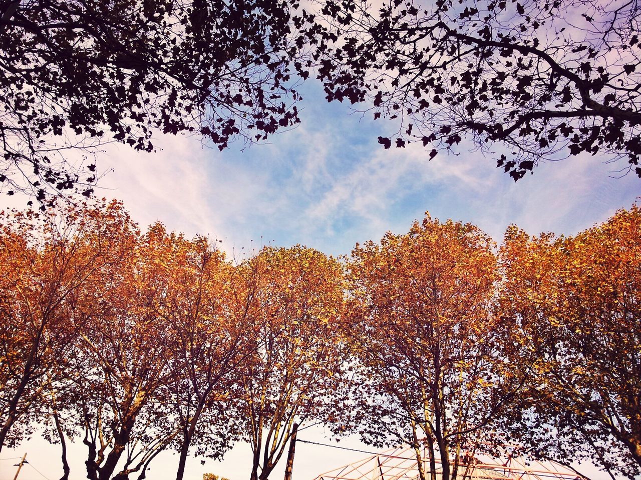 tree, sky, branch, low angle view, tranquility, bare tree, cloud - sky, beauty in nature, scenics, nature, tranquil scene, cloud, growth, cloudy, outdoors, no people, silhouette, autumn, idyllic, day