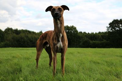 Portrait of horse on field against sky