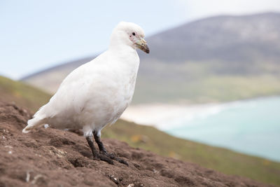 Close-up of seagull perching on a sea