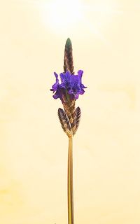 Close-up of purple flowering plant against sky