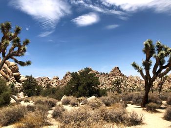 Trees growing in desert against sky