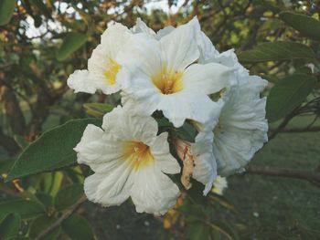 Close-up of white flowers