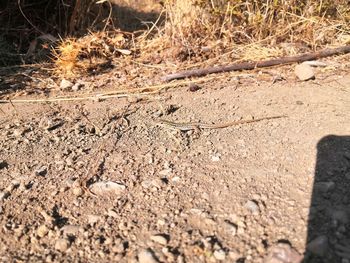 High angle view of insect on land