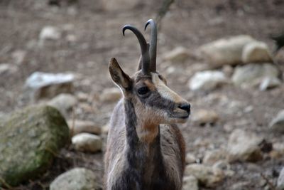 Deer standing on rock