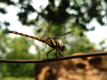 Close-up of dragonfly on twig