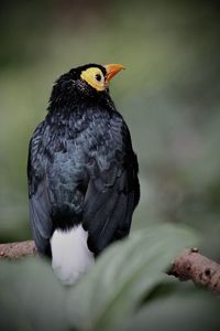 Close up of black bird sitting on the tree 