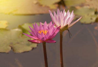 Close-up of pink flower