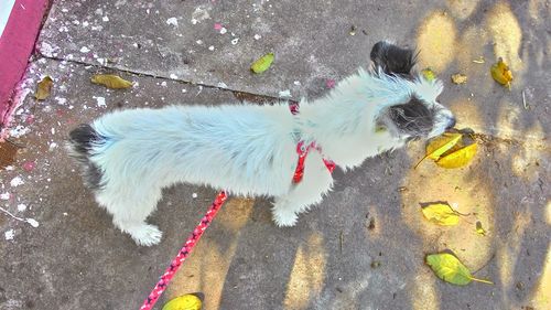 High angle view of dog in water