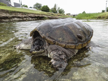 View of a turtle in the lake