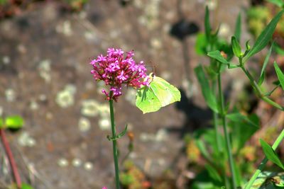 Close-up of pink flowering plant