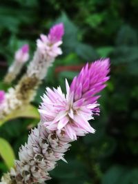 Close-up of pink flower blooming outdoors