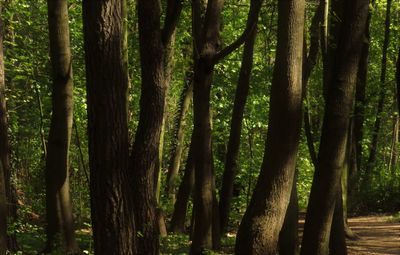 View of bamboo trees in forest