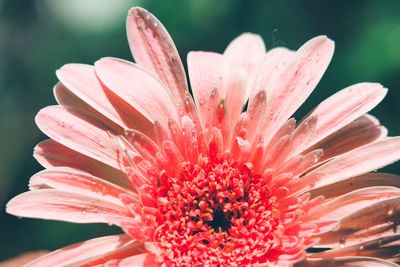 Close-up of pink daisy flower