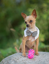 Dog sitting outdoors with toy 