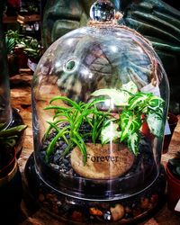 Close-up of fish in glass container