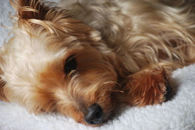 Close-up of dog relaxing at home