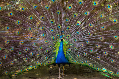 peacock