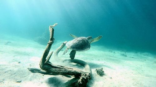 Turtle swimming in sea