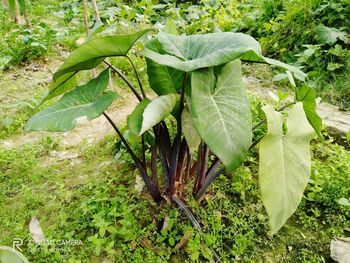 High angle view of vegetables on field