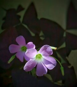 Close-up of pink flowers