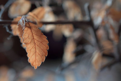 Close-up of dry maple leaves