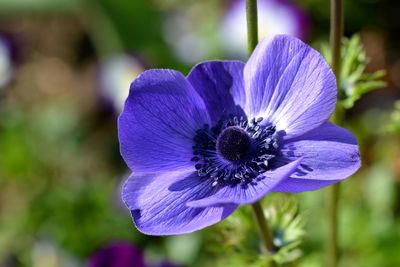 Close-up of purple blue flower