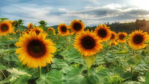 Sunflower field against sky