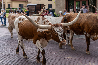 High angle view of cow on street