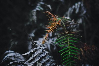 Close-up of fern leaves