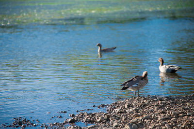 Birds flying over lake