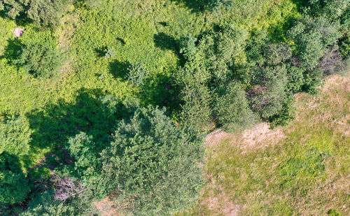 High angle view of trees growing in forest